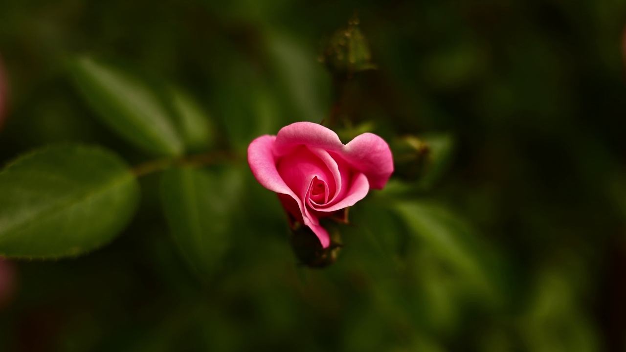 特写的一个单一的粉红色玫瑰生长在灌木与绿色植物的背景。一个夏天的下午，花园里开了一朵鲜艳美丽的粉红色玫瑰。视频素材