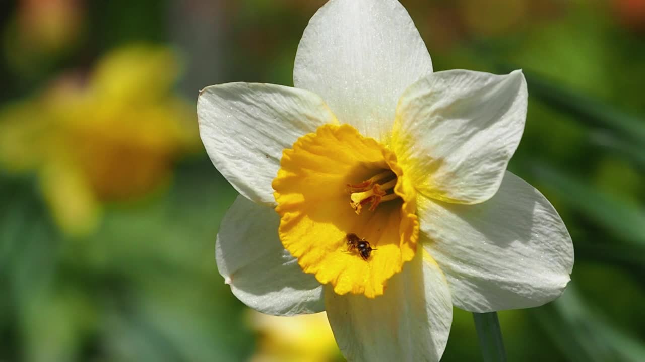 一朵盛开的水仙花，里面有一只昆虫，随风摆动——宏观，慢镜头。白色和黄色水仙特写视频素材