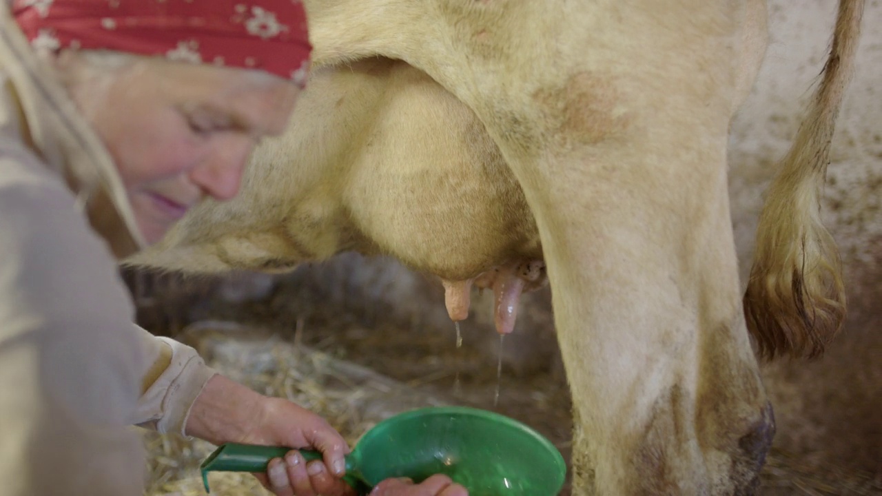 家里的奶牛的奶头由挤奶女工清洗和检查视频下载