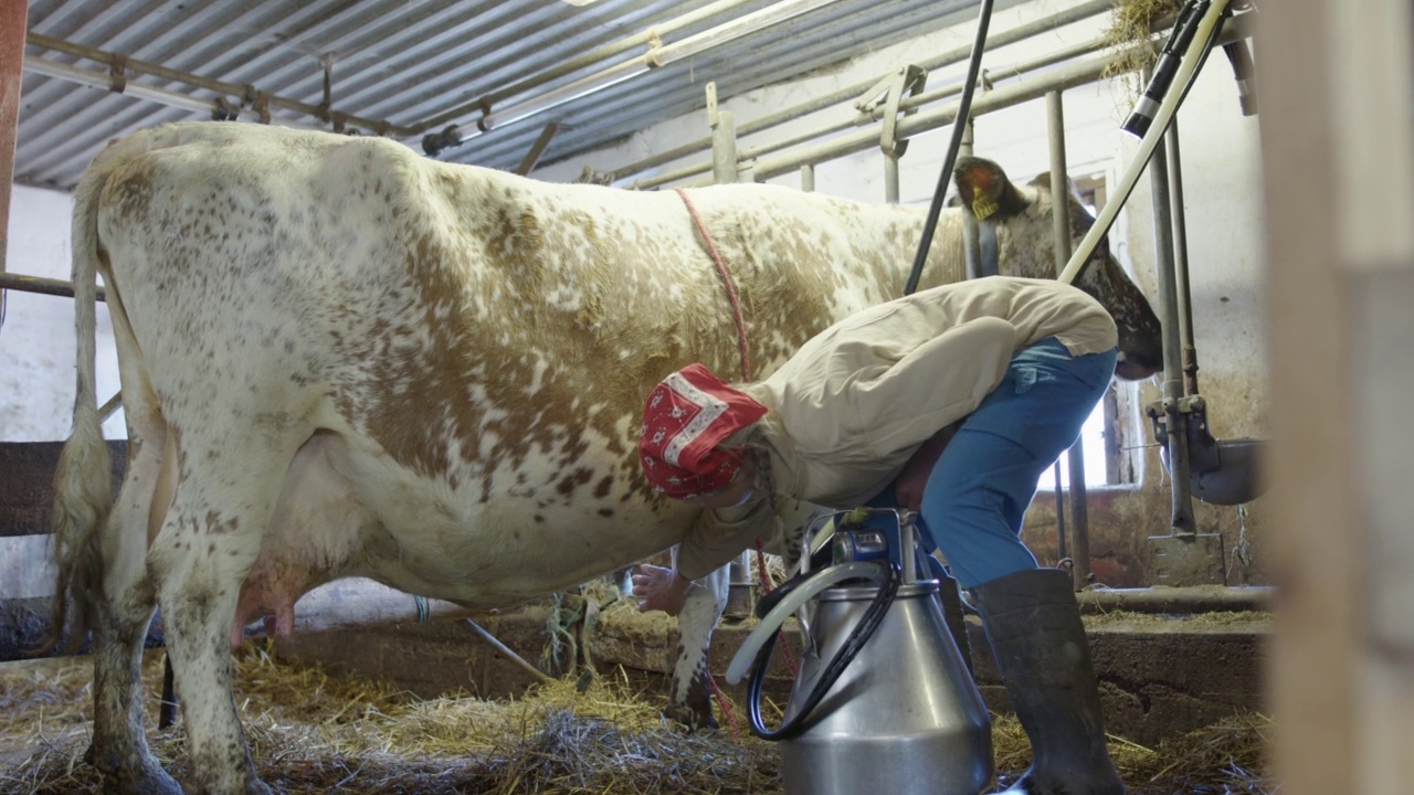 在瑞典农村，农民为了挤奶把奶牛绑起来限制它的移动视频素材