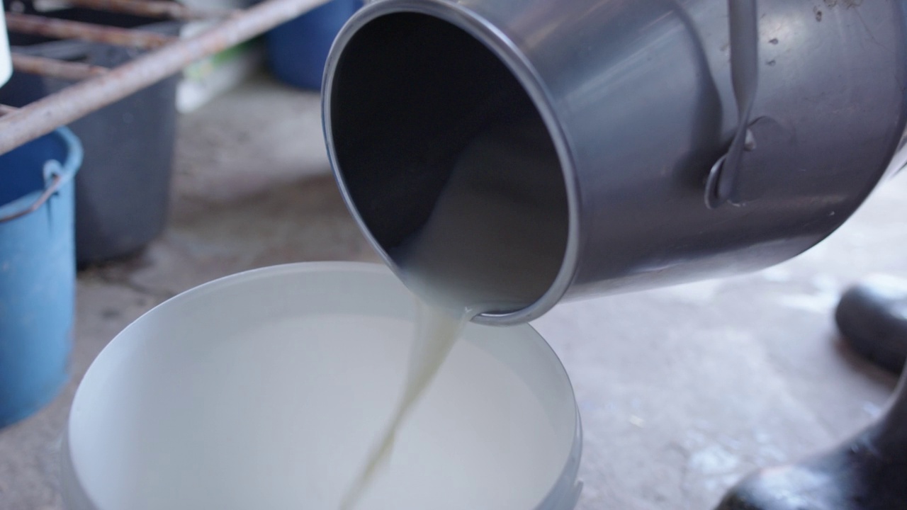 手持式-新鲜牛奶从不锈钢桶倒到塑料桶视频下载