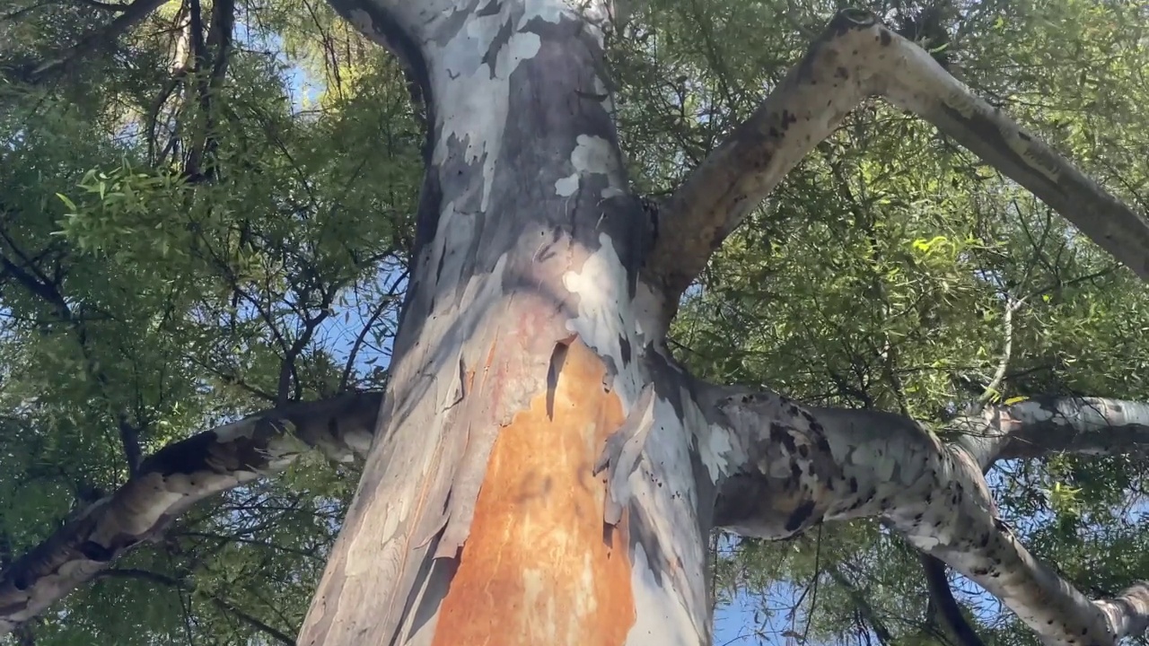 倾斜拍摄撕裂的树皮树视频素材