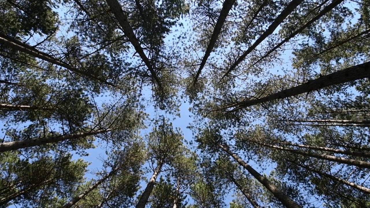 森林中高大的松树的低角度视图，树梢随风摇曳视频素材
