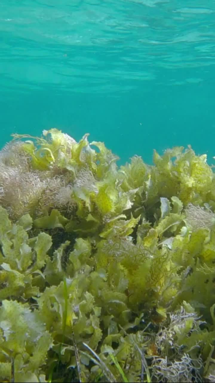 被藻类覆盖的浅水，蓝色的水面在背景中。褐藻(马尾藻属)、鳗草(藻属)及红藻(斑叶藻属)视频素材
