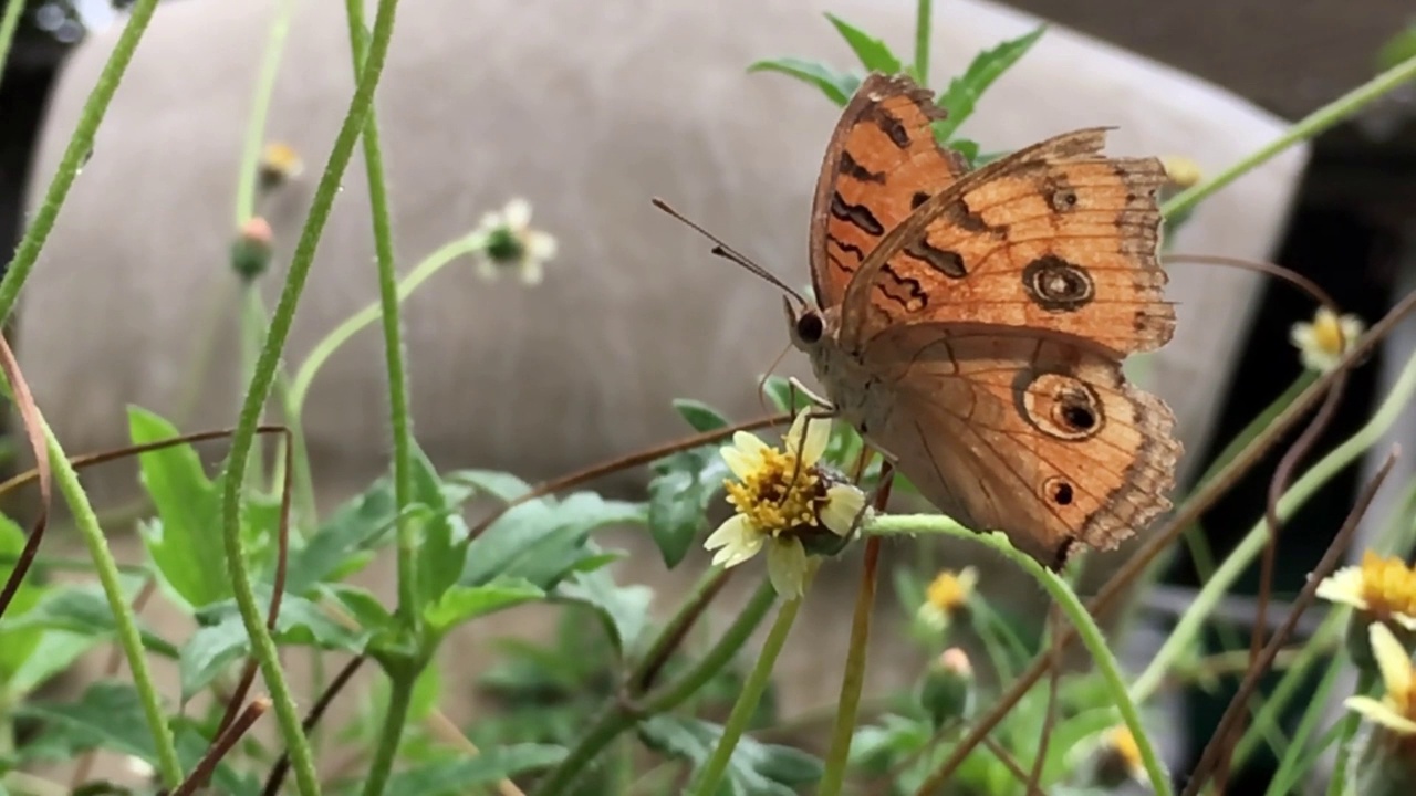 美丽在自然，蝴蝶在花，慢动作视频，高清格式视频下载