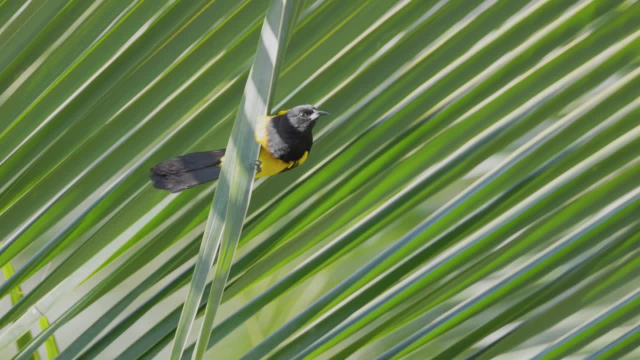 一只黑冠黄鹂栖息在棕榈叶上的慢动作剪辑视频素材