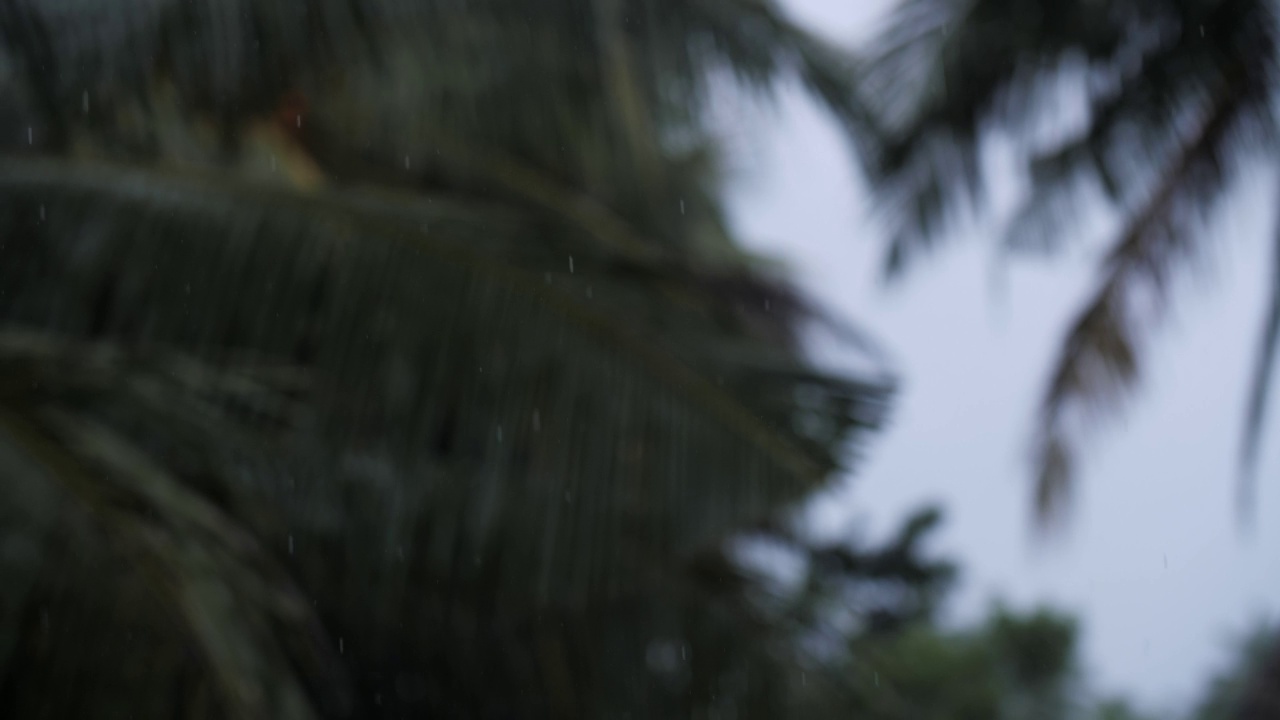 热带雨，绿棕榈叶在雨中视频素材