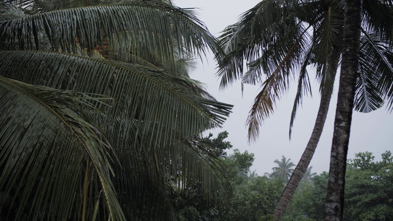 热带雨，绿棕榈叶在雨中视频素材