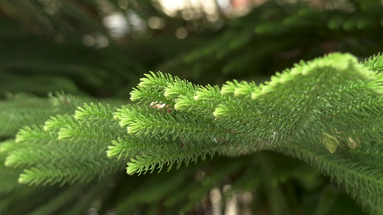 松木(Araucaria heterophylla)绿叶。诺福克岛树视频下载