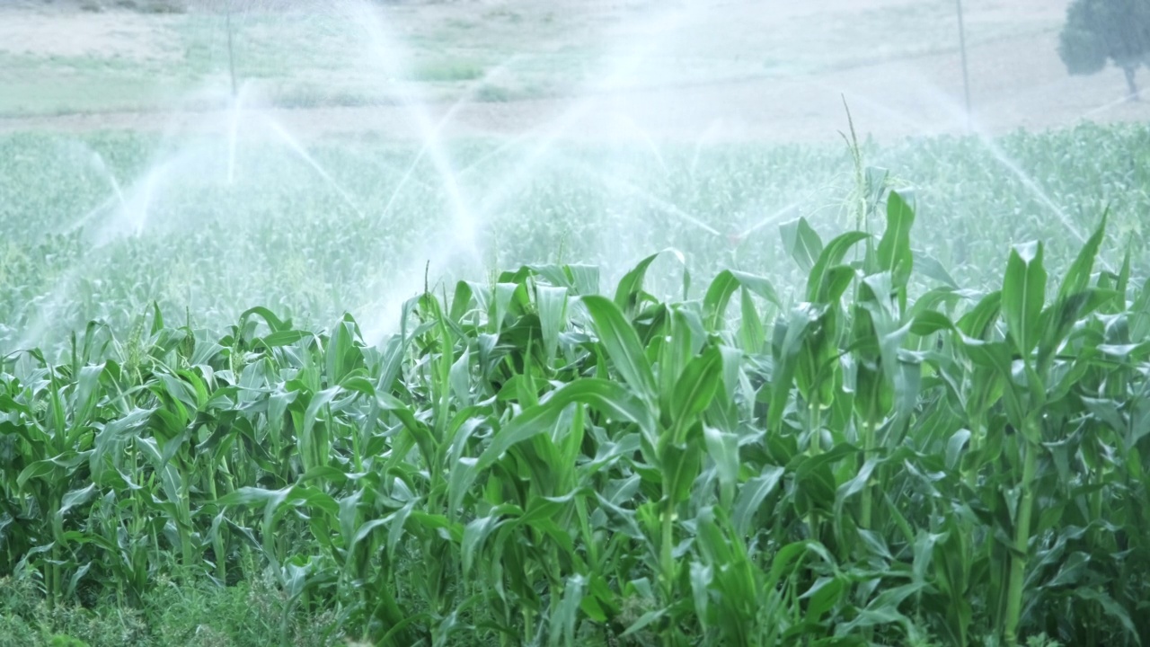 喷灌灌溉玉米。农场的绿色玉米田种植灌溉系统在夏天浇灌植物。视频素材