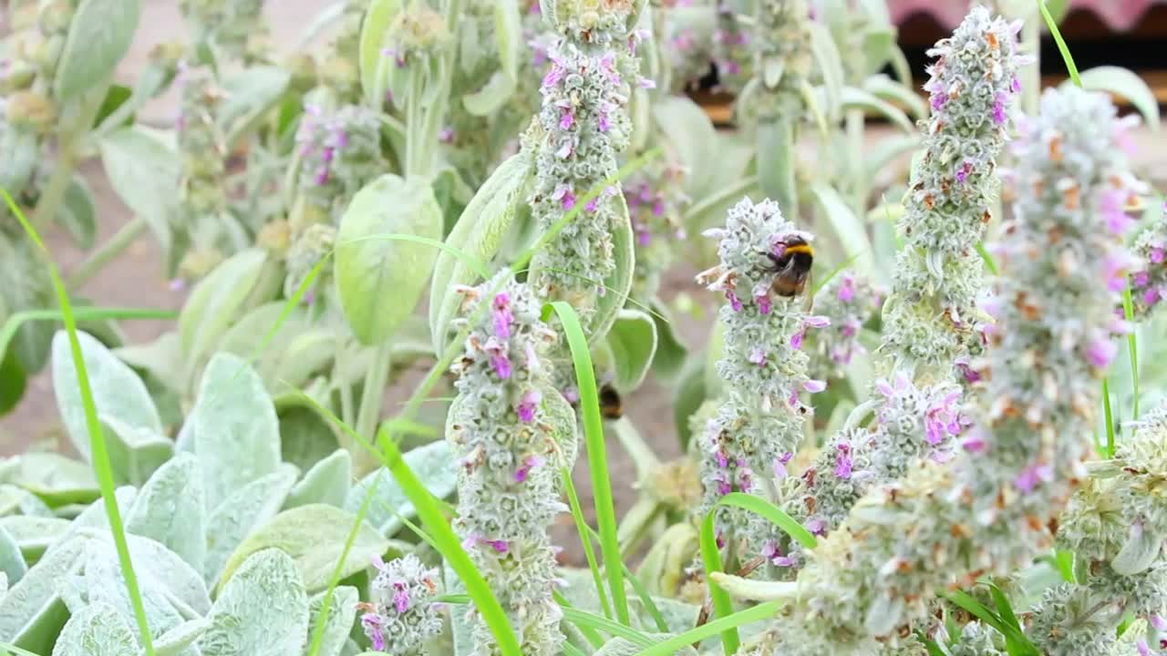 大黄蜂为花授粉视频素材