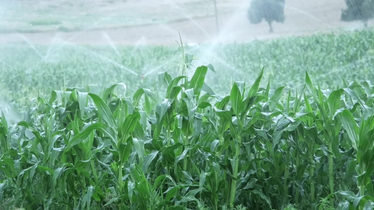 喷灌灌溉玉米。农场的绿色玉米田种植灌溉系统在夏天浇灌植物。视频素材