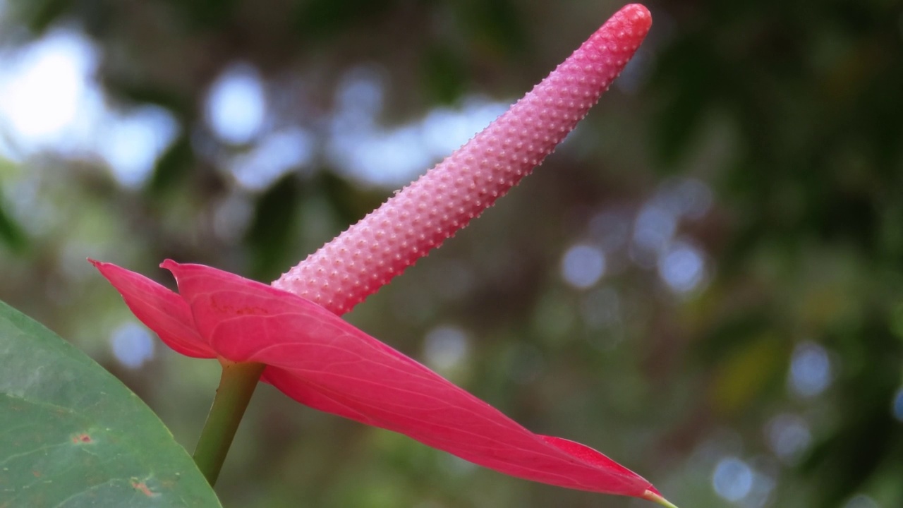 红掌花的穗视频素材