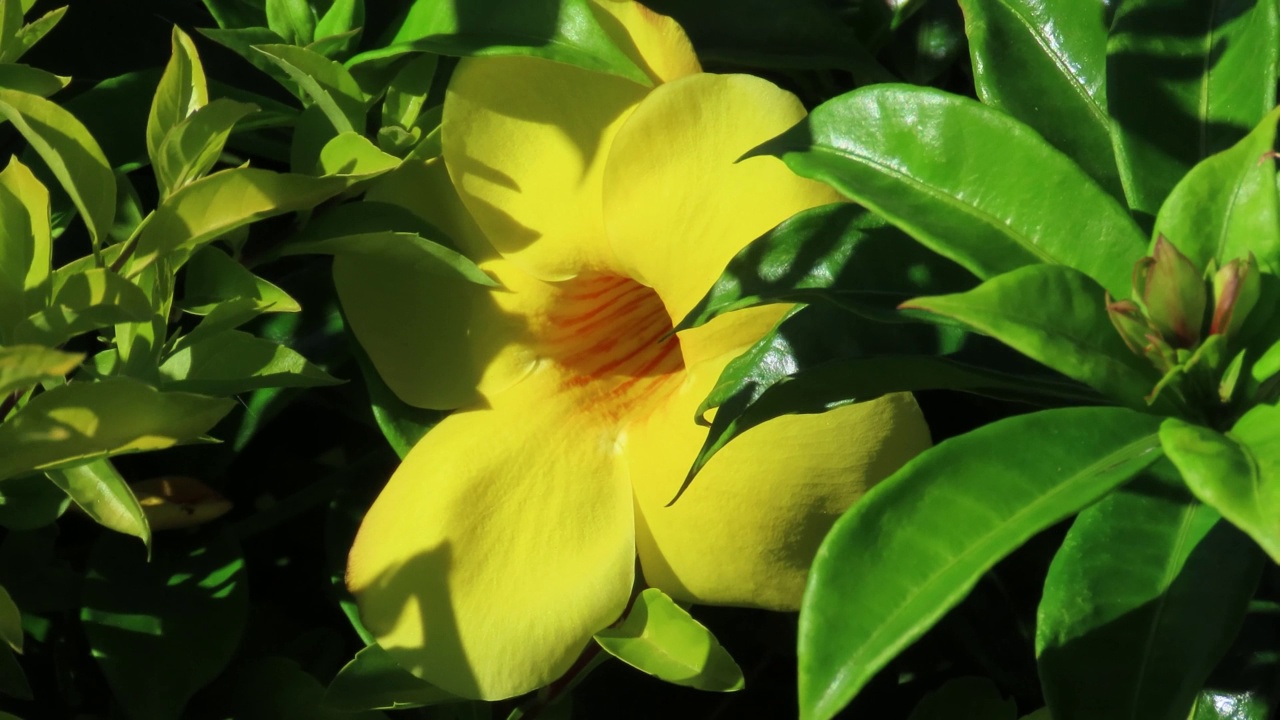 阳光明媚的日子里，黄色的阿拉曼达花在花园里。视频素材