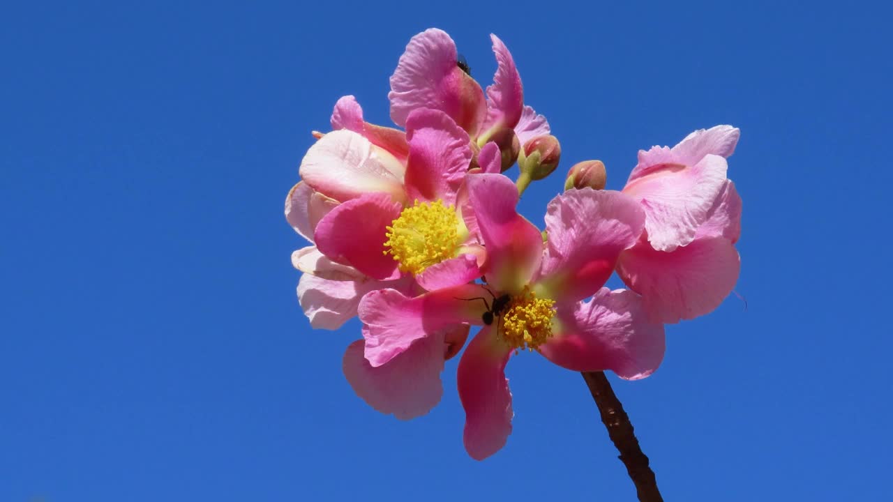 蚂蚁在粉红色的花朵上合作视频下载