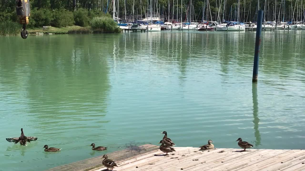 巴拉顿夏季的Foldvar湖港口蓝天景观绿松石水反射水上运动高级社会匈牙利Somogy欧洲视频素材