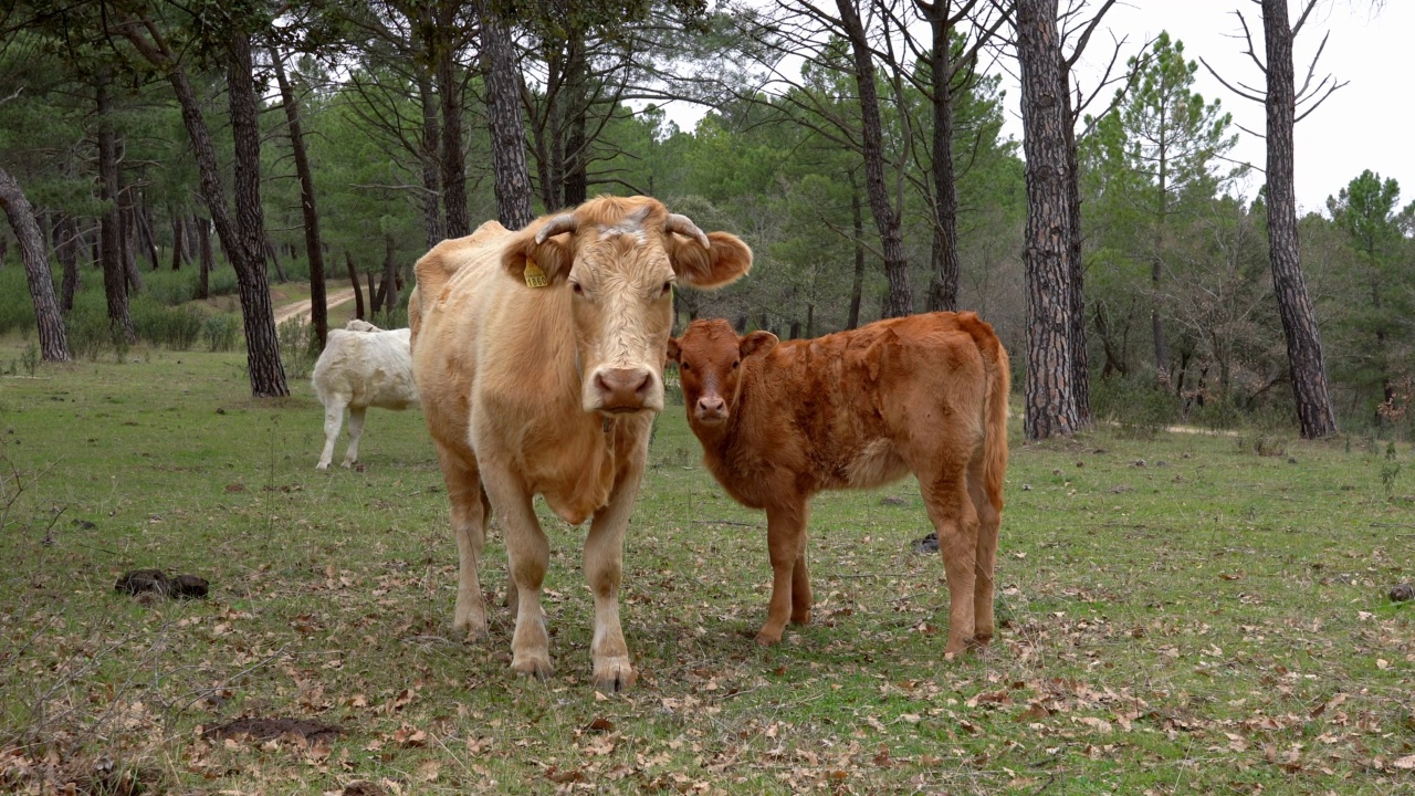 多云的日子里，草原上的母牛带着她的小牛犊安静地走着。视频素材