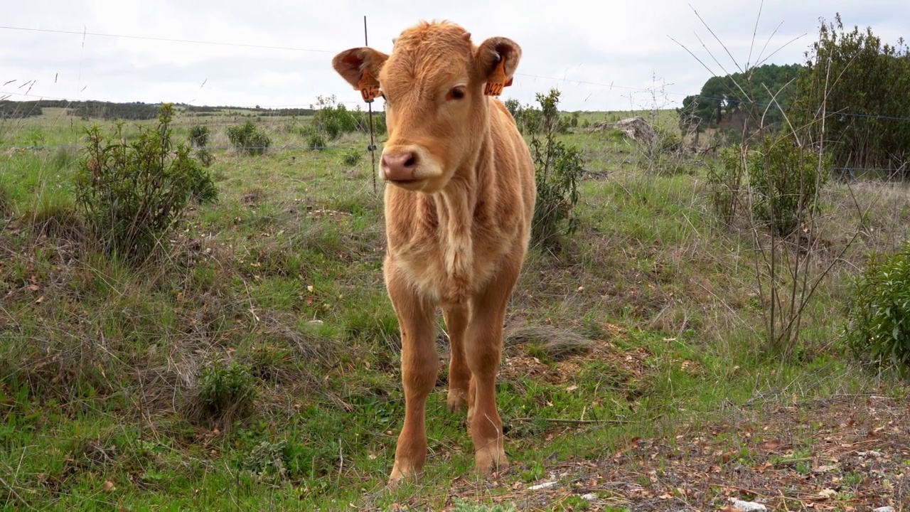 野地里盯着镜头的小牛。视频素材