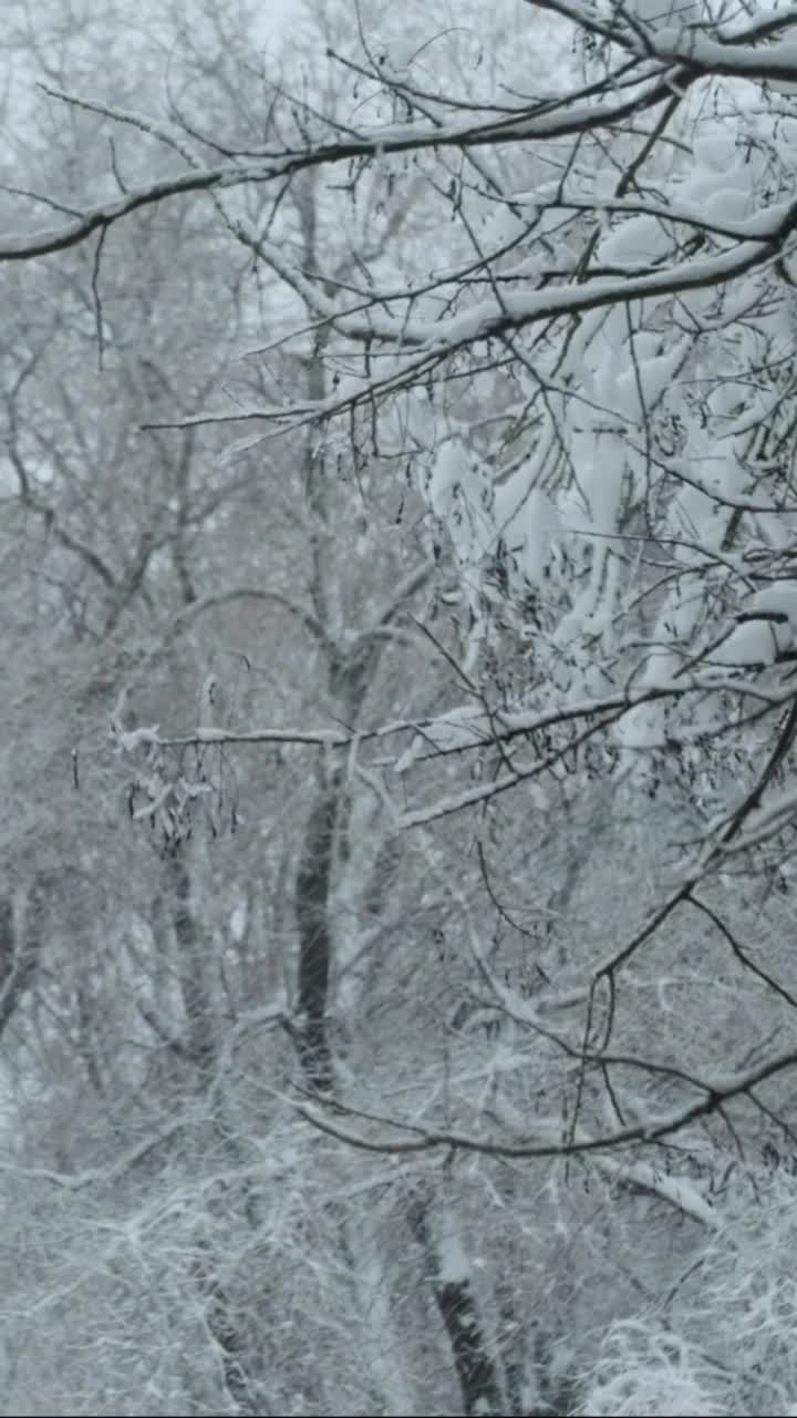 垂直视频:在大雪的背景下，被雪覆盖的树木在风中摇摆视频素材