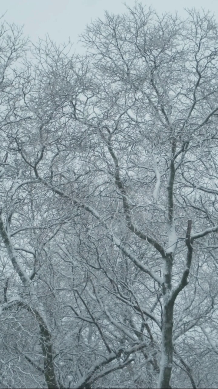 垂直视频:在大雪的背景下，被雪覆盖的树木在风中摇摆视频素材