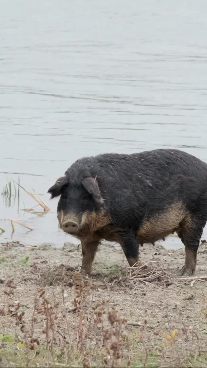 垂直视频:野猪(猪和猪杂交)在多瑙河三角洲附近的岸边地带挖地视频素材