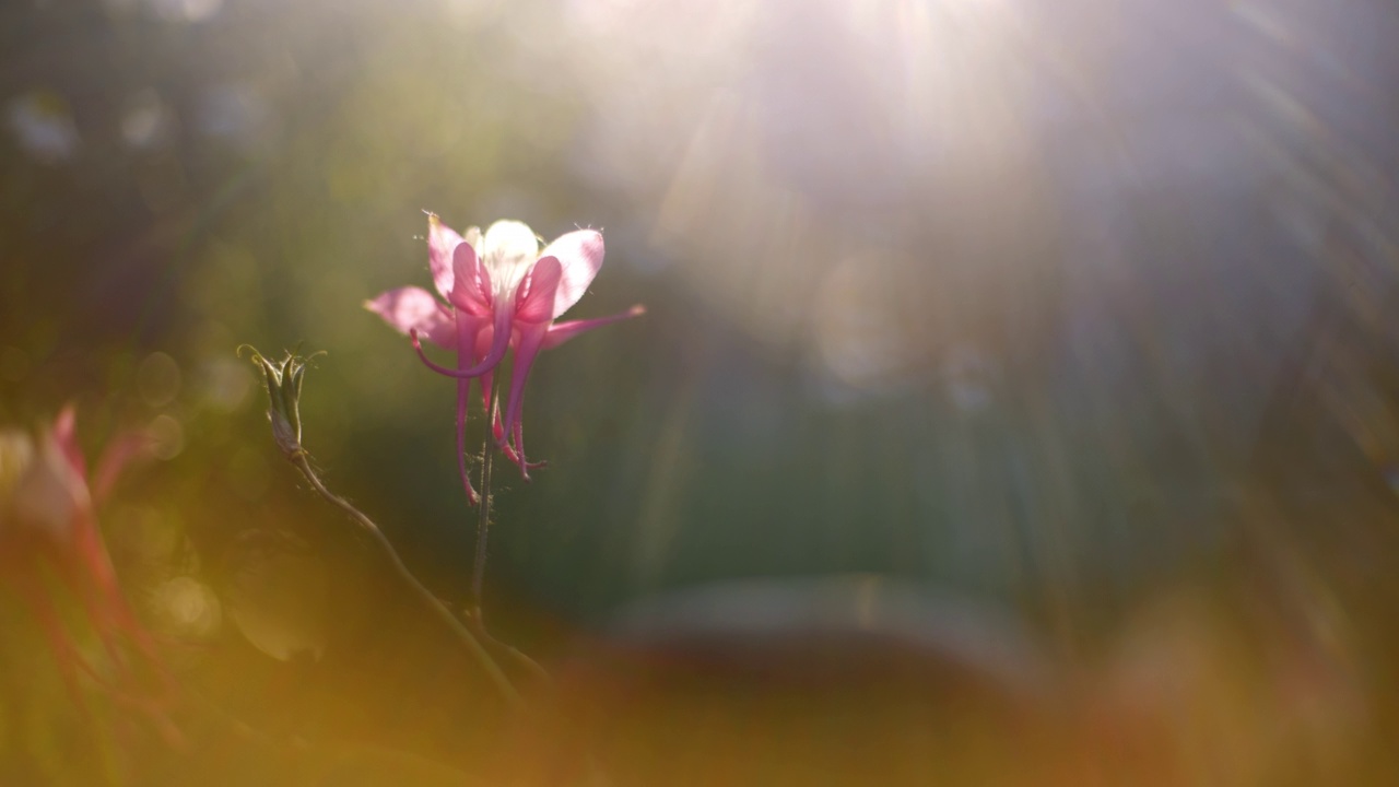 美丽的盛开的花序在阳光的特写。可爱的野花自然背景。小花在花圃里生长，照亮了柔和的晨光。视频下载