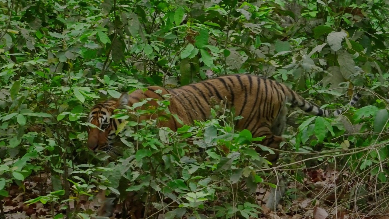 孟加拉皇家老虎在吉姆·科比特老虎保护区的森林里放松视频素材