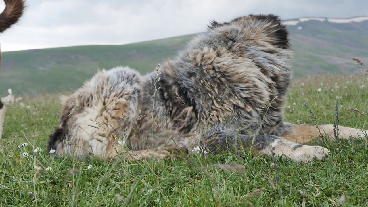 在山区，许多大型的毛茸茸的狗被牧羊人用来帮助放牧和保护成群的牛免受捕食者的伤害。视频素材
