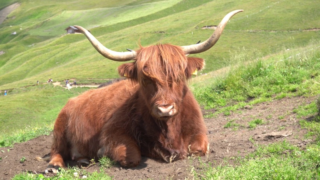 特伦蒂诺白云石山脉中美丽的牦牛标本-弗里德里克·奥古斯特保护区的牦牛之处视频下载