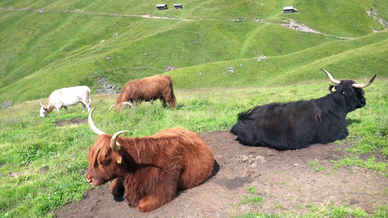 特伦蒂诺白云石山脉中美丽的牦牛标本-弗里德里克·奥古斯特保护区的牦牛之处视频素材