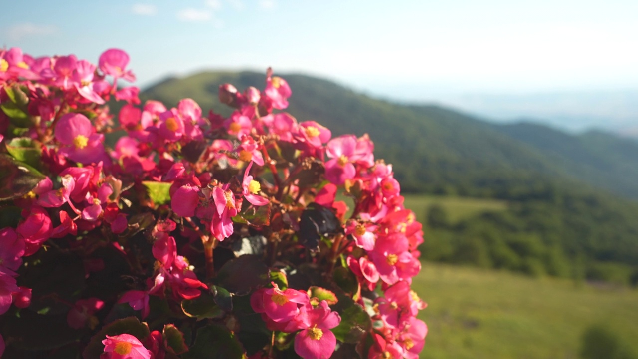 美丽的花瓣和Osogovo山的牧场视频下载