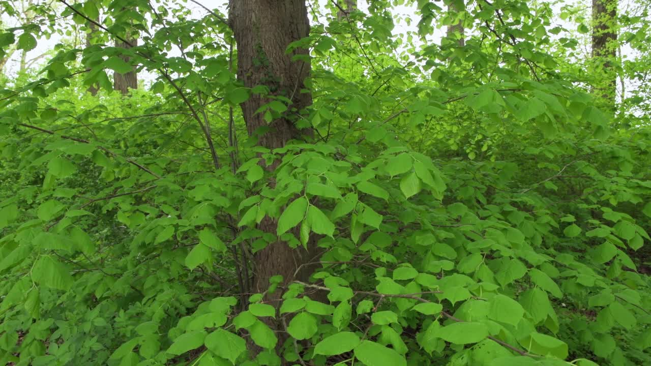 椴树的重要绿叶。法兰克尼亚,巴伐利亚,德国。视频素材
