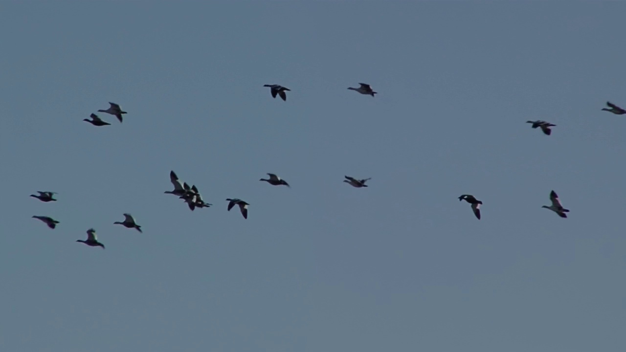 一群候鸟在迁徙过程中逆天飞翔。视频素材