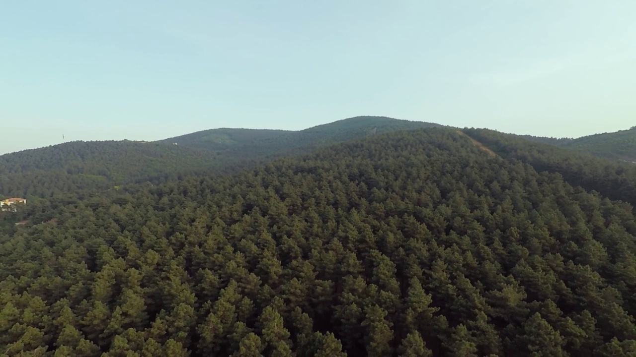 空中松林视频素材