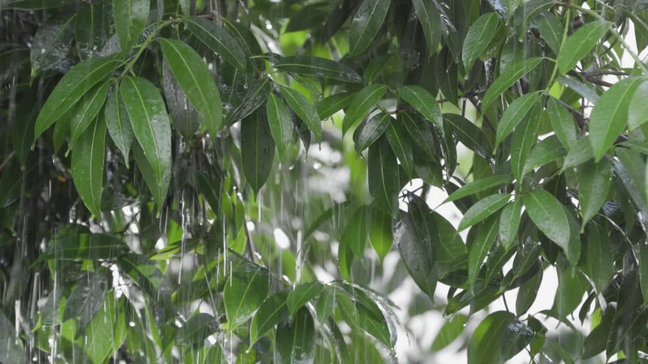 树叶上滴着雨滴的树特写与美丽的bokeh背景下的降雨。雨天的树叶。视频素材