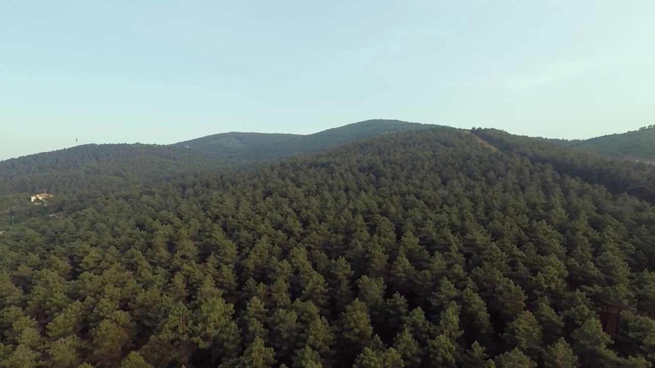 空中松林视频素材
