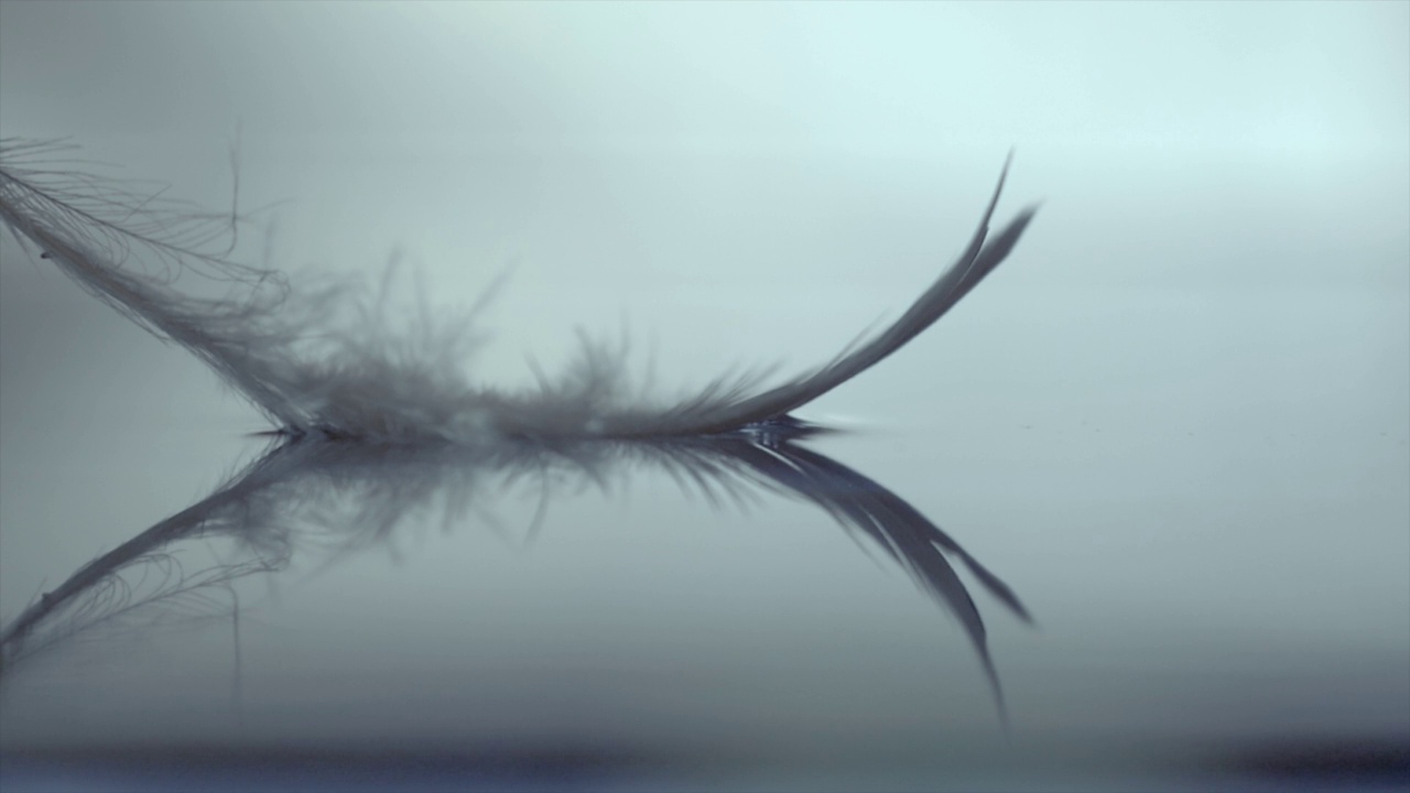 一只鸟的羽毛慢慢地掉进了水坑里，这是用电影的心情拍摄的。当羽毛接触水时，会产生一些冲击波视频下载