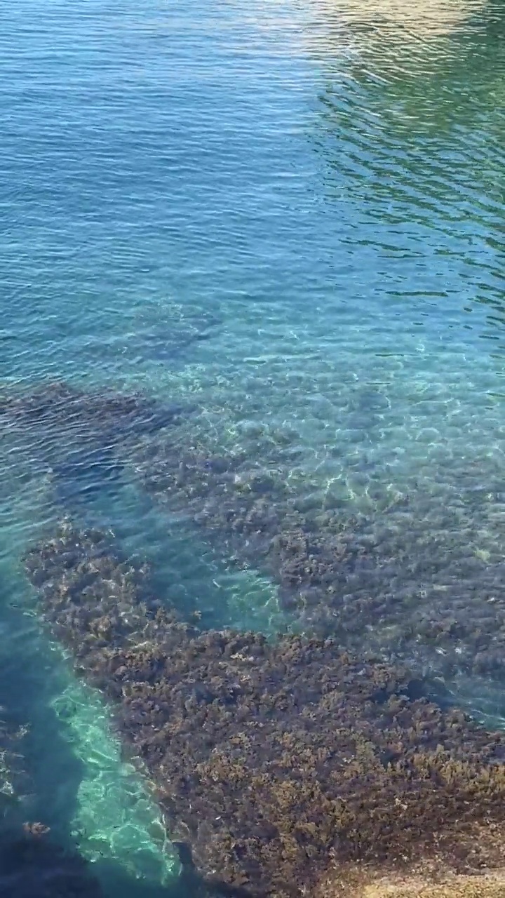 海里的珊瑚礁。清澈绿松石海水中的密集藻类。视频素材