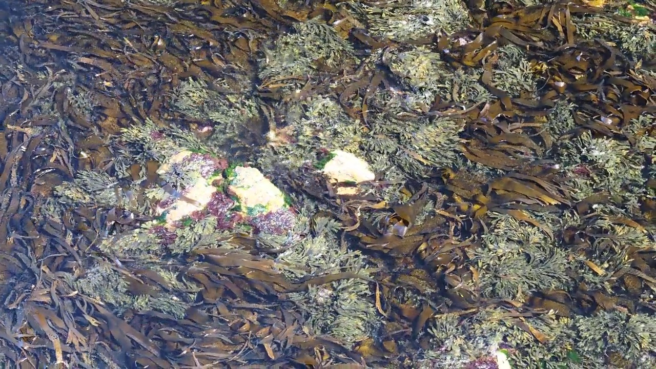 英国，苏格兰，设得兰群岛，李咬特，桑塞尔镇的海藻。视频素材