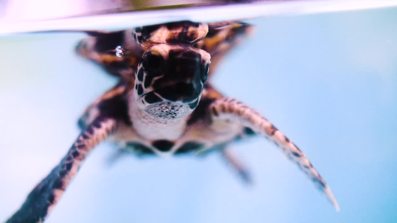 慢动作拍摄的图案棕色海龟海底-大堡礁，澳大利亚视频下载