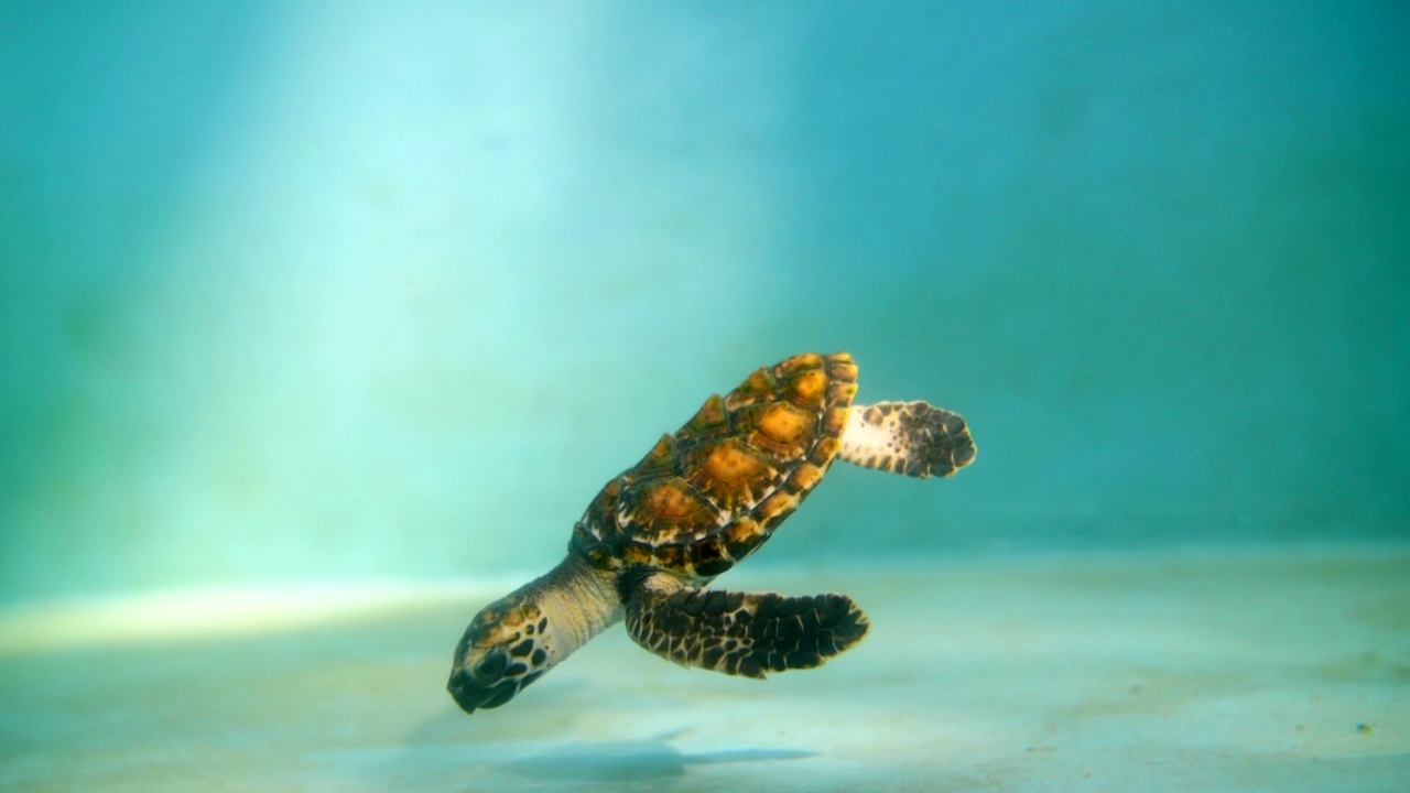 小海龟在海洋表面游泳的慢动作镜头-大堡礁，澳大利亚视频下载