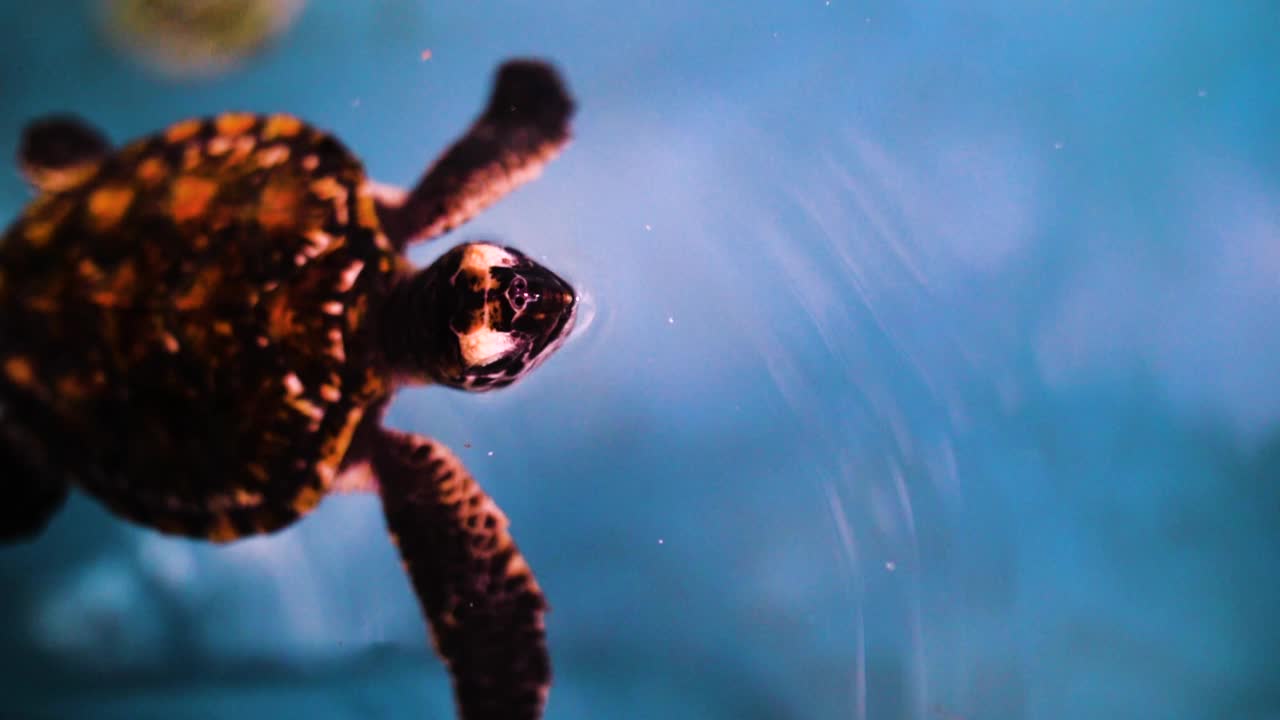 小海龟在海洋中游泳的慢动作镜头-澳大利亚大堡礁视频下载