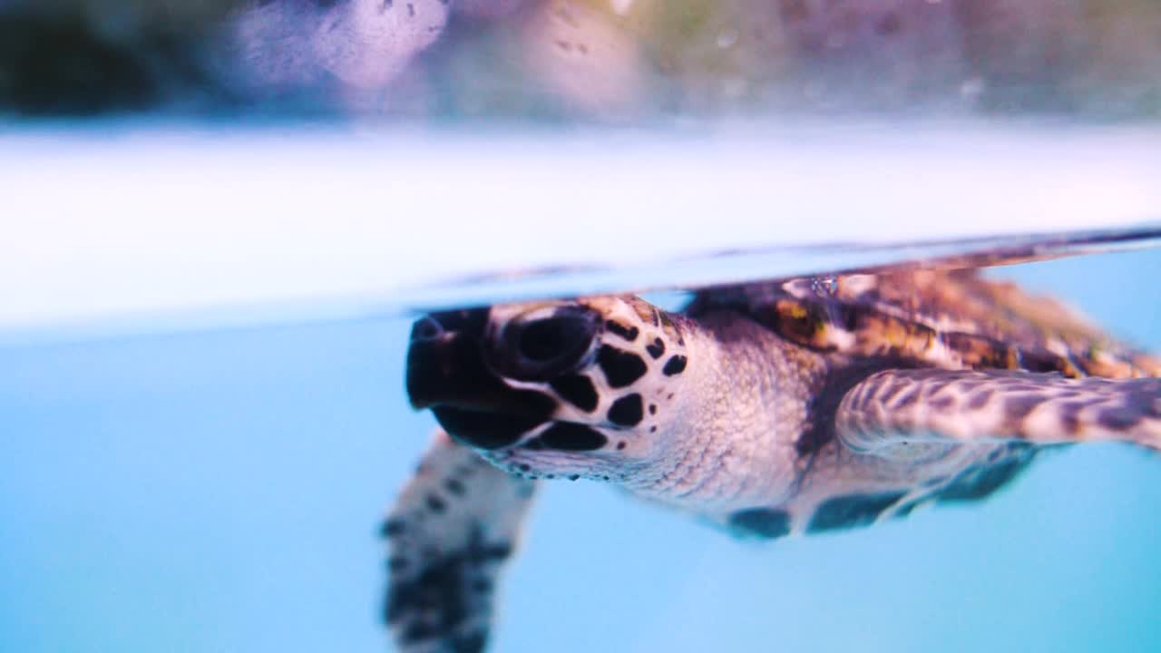图案龟在海底飞行的慢动作镜头-大堡礁，澳大利亚视频下载