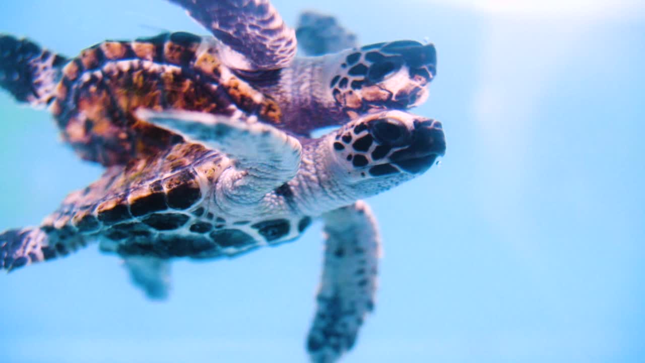 海龟在水下游泳的慢动作反射-大堡礁，澳大利亚视频下载