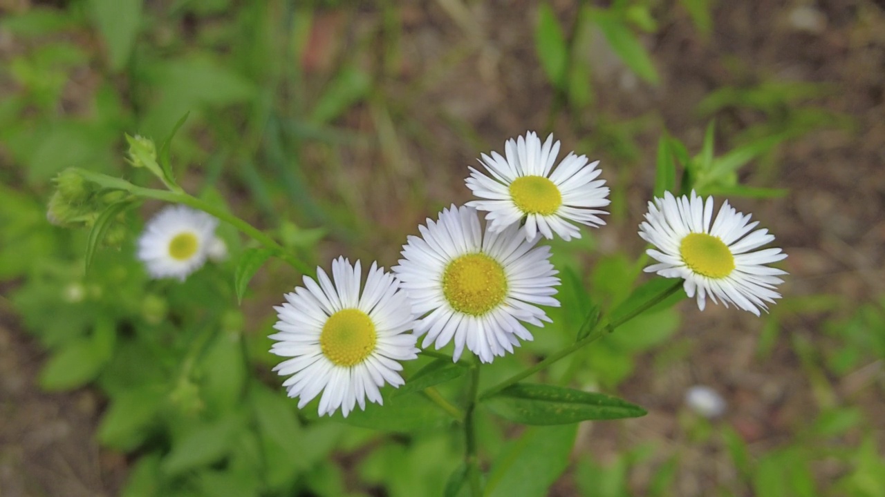 白花在田野里盛开。草地上白色的花朵视频素材
