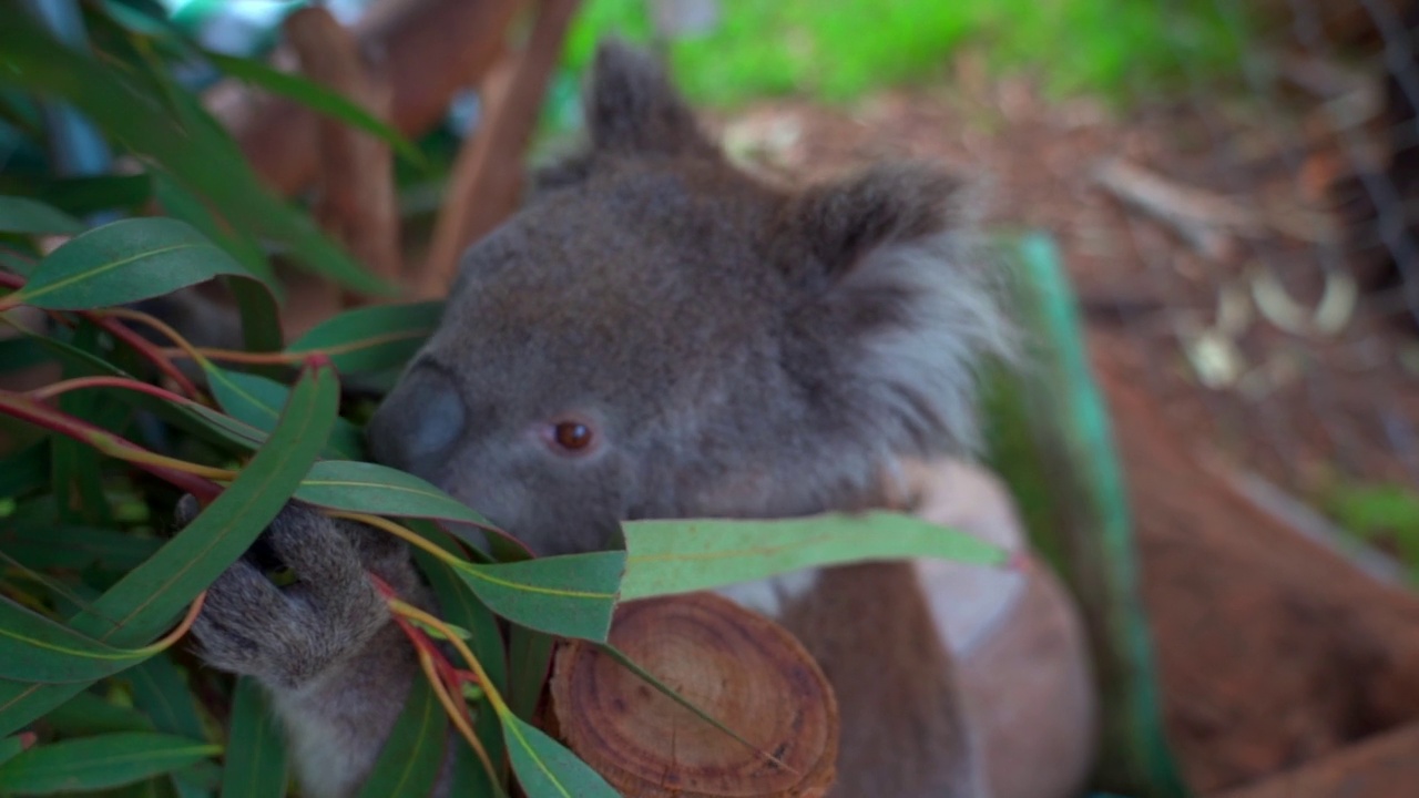 可爱的考拉吃树叶-布里斯班，澳大利亚视频素材