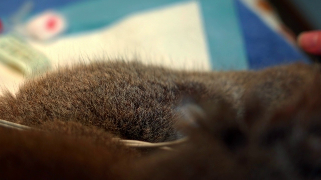 雌性兽医清洁考拉皮肤-布里斯班，澳大利亚视频下载