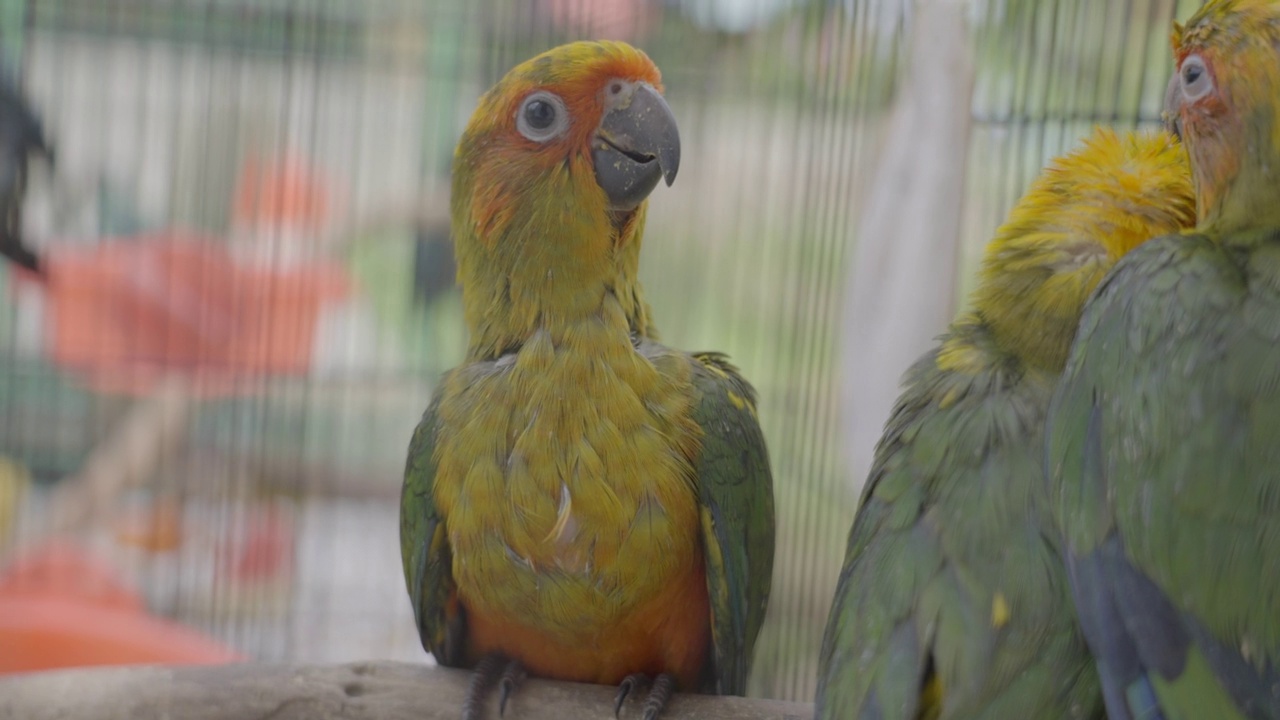 在动物收容所的笼子里，彩色鹦鹉在木棍上-苏门答腊，印度尼西亚视频素材