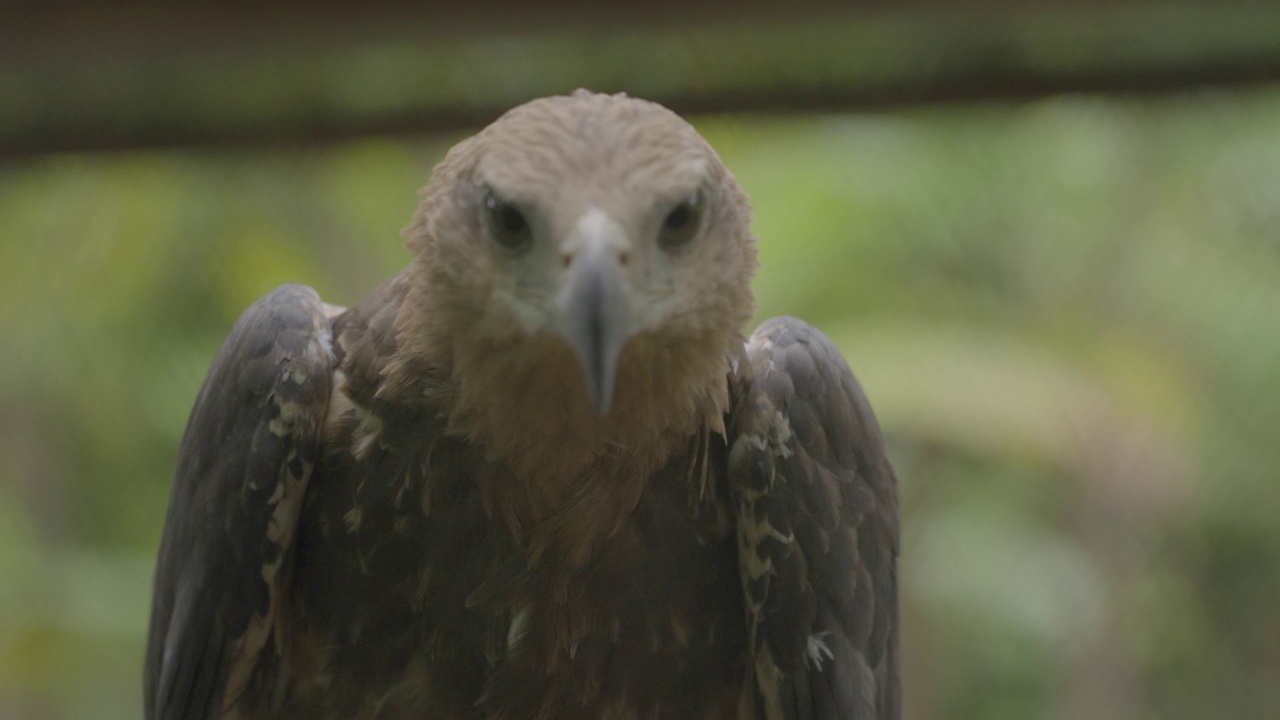 在动物保护区的分支上的猛禽-苏门答腊，印度尼西亚视频下载