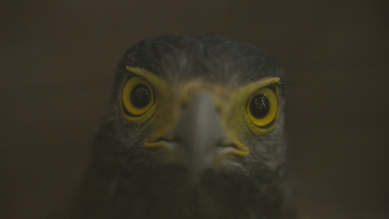 苏门答腊野生动物保护区的鹰的特写视频素材